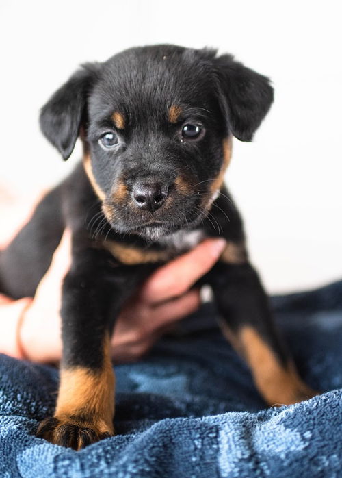 Hurley Puppy MG