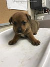 McAuliffe Puppy Adopted 6/9