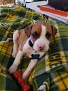 Lanley Puppy Adopted Docusign