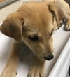 Caraway Puppy