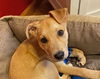 Caraway Puppy