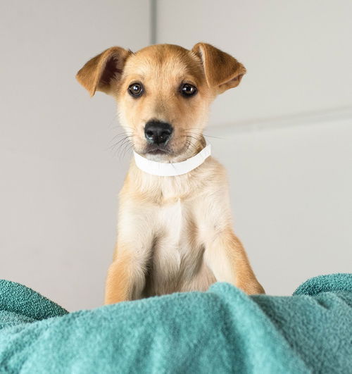 Caraway Puppy
