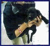 Coltrane Puppy Adopted