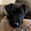 Coltrane Puppy Adopted