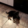 Ellington Puppy