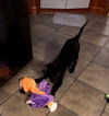 Brubeck Puppy Adopted