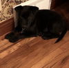 Brubeck Puppy Adopted