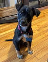 Gillespie Puppy MG