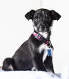Gillespie Puppy MG