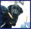McRae Puppy MH