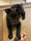 McRae Puppy MH