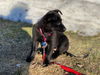 McRae Puppy MH