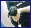 Simone Puppy MG