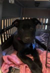 Simone Puppy MG