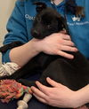 Simone Puppy MG
