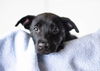 Simone Puppy MG