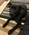 Simone Puppy MG