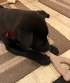 Simone Puppy MG