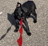 Simone Puppy MG