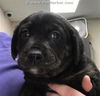 Coto Puppy Adopted