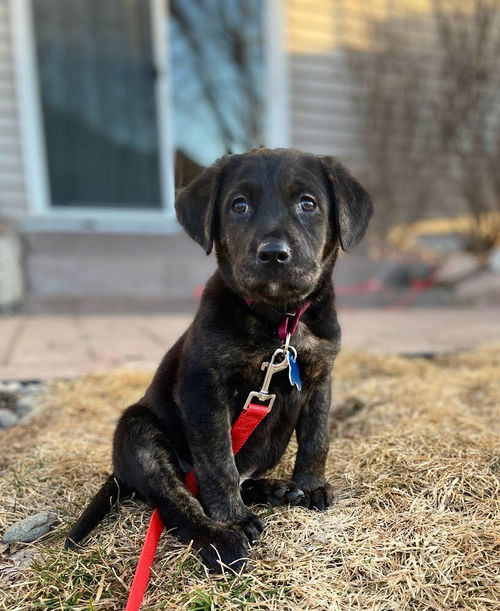 Coto Puppy Adopted