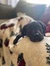 Coto Puppy Adopted