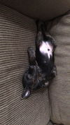 Coto Puppy Adopted