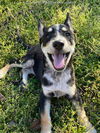 Zon Puppy MG
