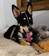 Zon Puppy MG