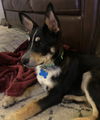 Zon Puppy MG