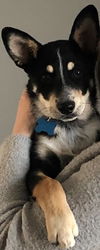 Zon Puppy MG