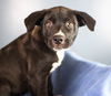Jed Puppy AH