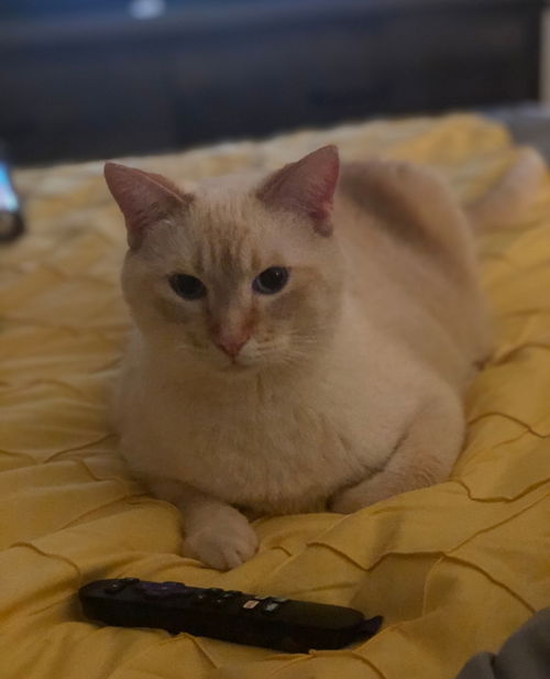 Arlo