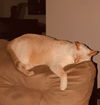 Arlo