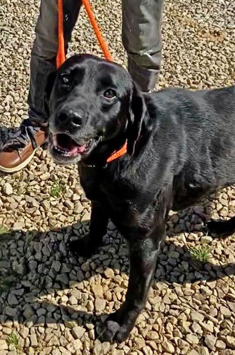 Sarasota Adopted