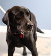 Sarasota Adopted