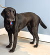 Sarasota Adopted