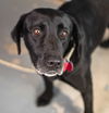 Sarasota Adopted