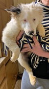 Canyon Pup ADOPTED!