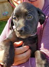 Cailyn Puppy - adopted