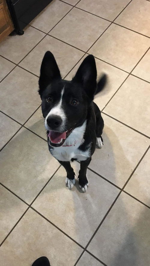 Shenanigan Adopted
