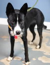Shenanigan Adopted