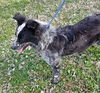 Clover Pup ma