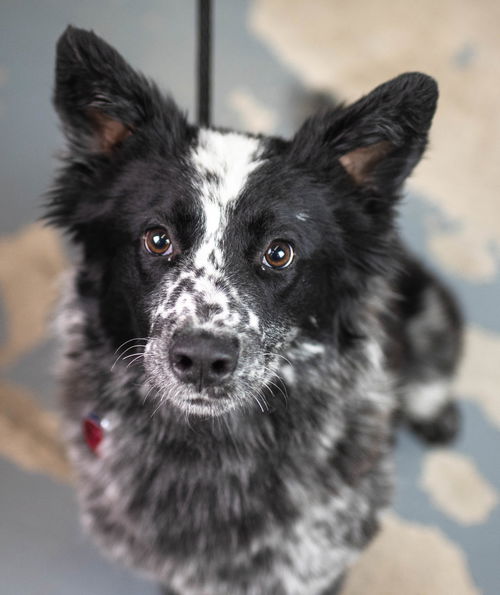 Clover Pup ma