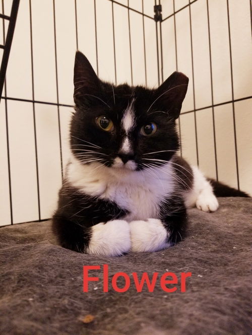 Flower