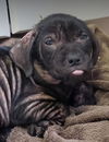 Bongo Puppy Adopted