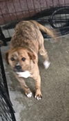 Cassio Pup Adopted