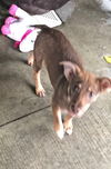 Othello Pup