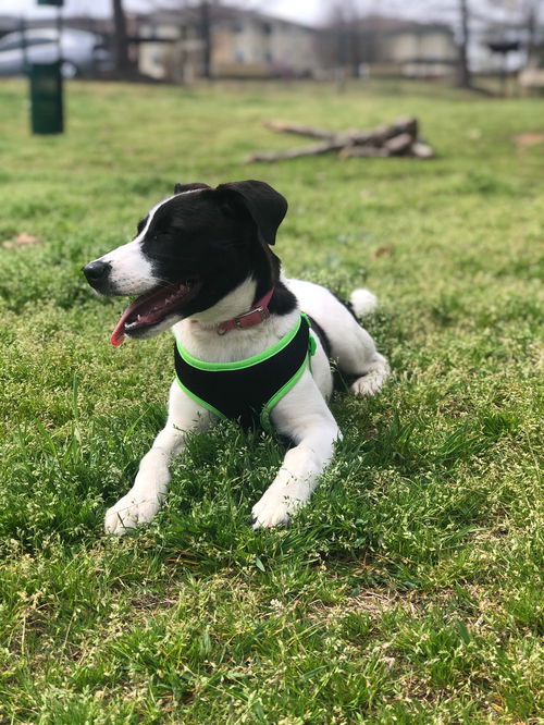 Meela Pup AH processed 3/31