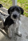 Rio Puppy AH 4/18